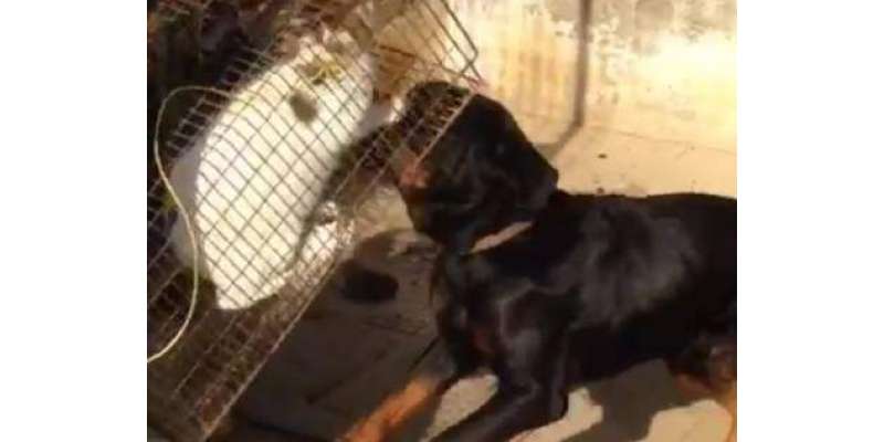 ابو ظہبی: پالتو کتے کو ” زندہ بلی کھلانے والے“ کو گرفتار کر لیا