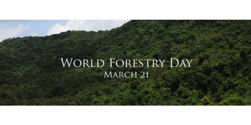 ․عالمی یوم جنگلات ،وزیراعظم کی ہدایات پر صوبوں، آزاد کشمیر، گلگت بلتستان ..