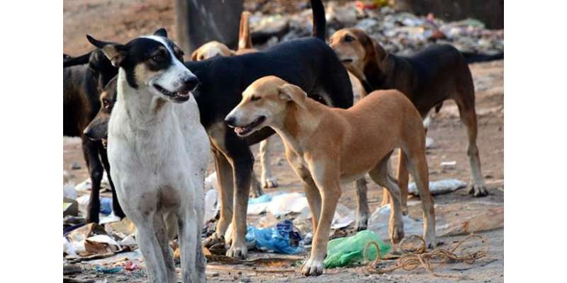 کوئٹہ ،میاں غنڈی میں 5 آوارہ کتوں نے بچے کو نوچ ڈالا،8سالہ ظہور تشویشناک ..