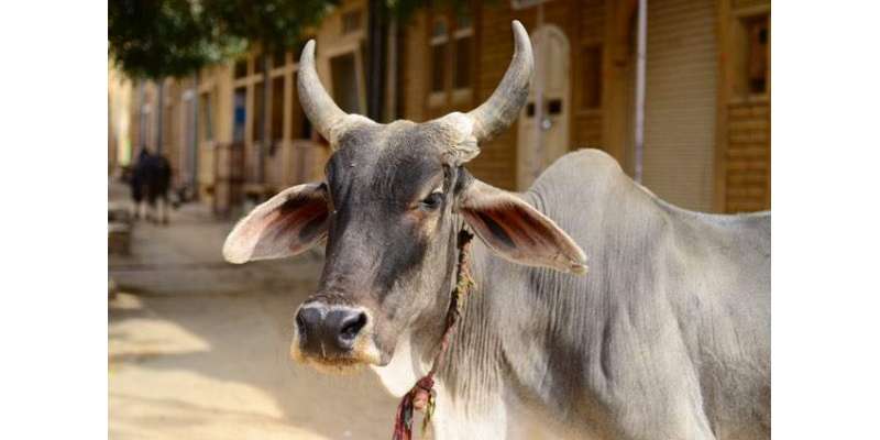 بھارتی پارلیمنٹ میں گائے کو شناختی کارڈ جاری کرنے کا بل پیش