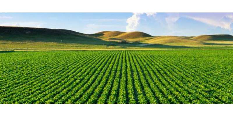 کپاس کی فصل کو گلابی سنڈی اور کیڑوں سے بچانے کیلئے 96.232ملین روپے کی رقم ..