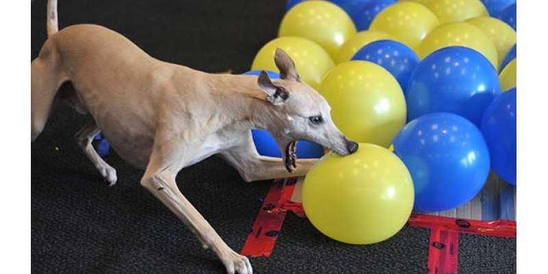 جانوروں کے قومی دن کے موقع پر ٹوبی نامی کتے نے کم وقت میں 100 غبارے پھاڑنے ..