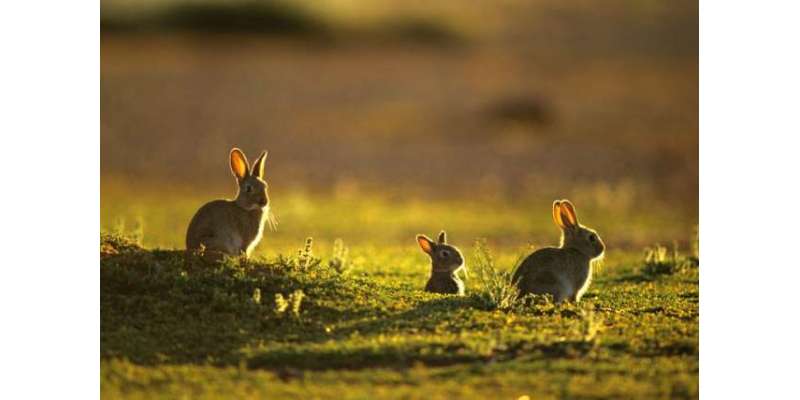آسٹریلیا  میں چھوڑے گئے 24 خرگوش پورے براعظم کےلیے  سب سے بڑا خطرہ بن ..