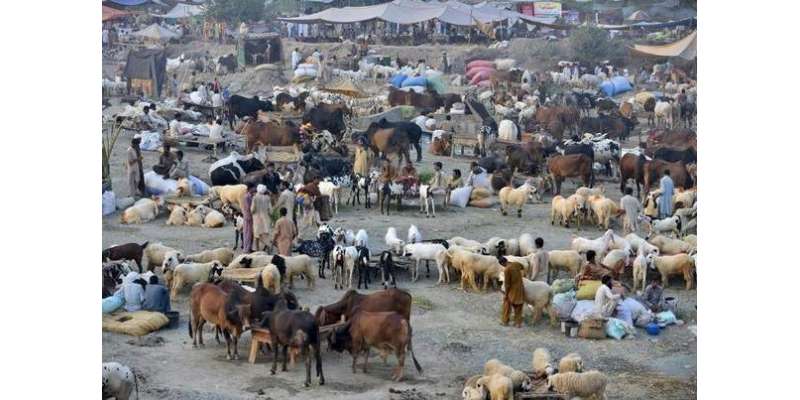 کراچی میں برسات کے بعد سپر ہائی وے پر قائم مویشی منڈی میں جگہ جگہ کیچڑ ..