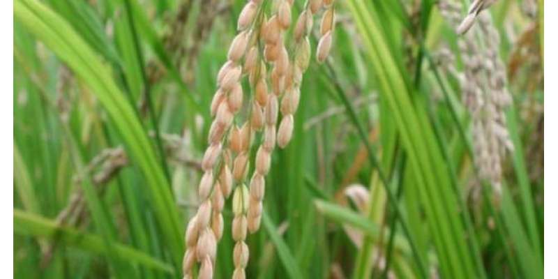 چین ، بھارت ، انڈونیشیا کے بعد سب سے زیادہ چاول پاکستان میں پیدا ہوتاہے، ..