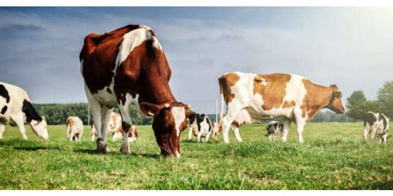 مشرق وسطیٰ کی کشیدگی ; قطری بزنس مین نے 4 ہزار گائے درآمد کرلیں