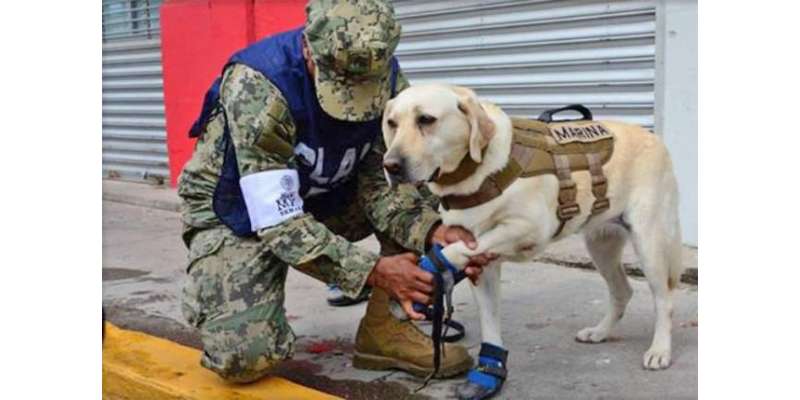 زلزلے کے بعد بچاؤ کی کوششوں میں مصروف  میکسیکو کے کتے نے 52 افراد کی زندگیاں ..