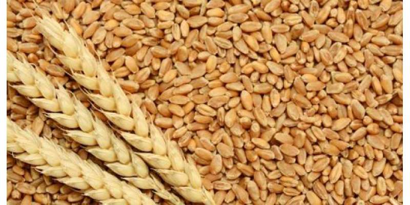 محکمہ خوراک گندم کی خریداری مہم 31 مئی تک جاری رہے گی