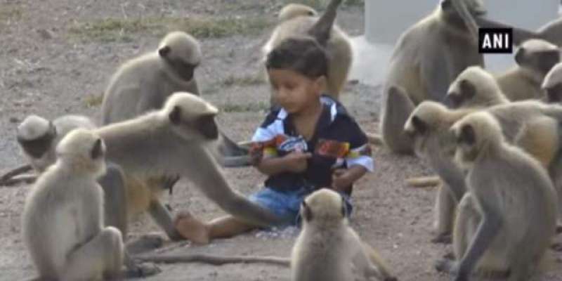 پاکستان کے سرحدی گاؤں مہت پور پر بندروں کا حملہ