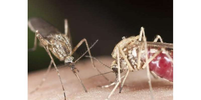 اب مچھروں کو مچھر ہی ختم کریں گے،امریکا میں پہلا تجربہ