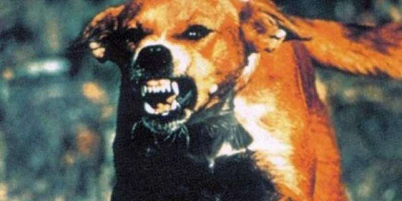 پاکستان سمیت دنیا بھر میں بائولے کتے کے کاٹنے سے پیدا خطرناک  بیماری ..