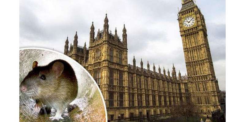 برطانوی پارلیمنٹ کے ارکان چوہوں اور کیڑوں مکوڑوں سے پریشان