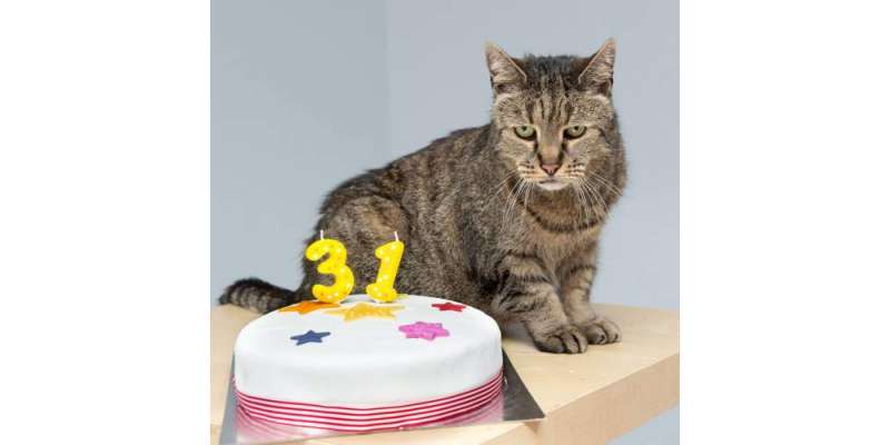 دنیا کی سب سے عمررسیدہ بلی 32 سال کی عمر میں چل بسی