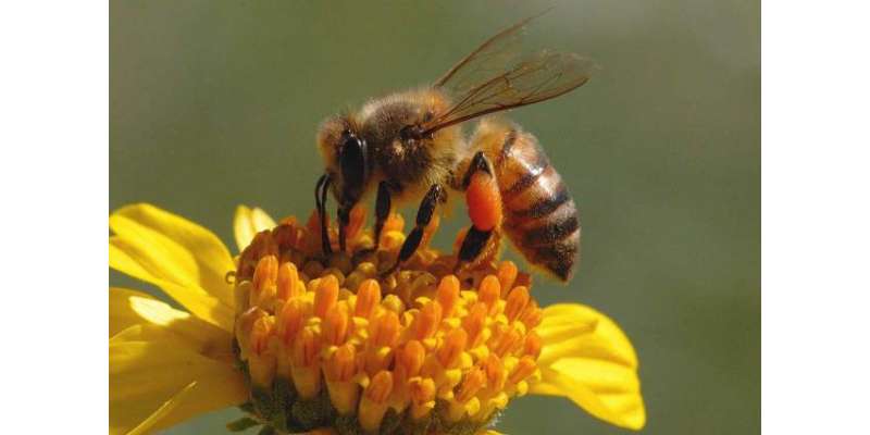 شہد کی مکھیاں زیرآب 7 دن تک زندہ رہ سکتی ہیں، تحقیق میں حیرت انگیزانکشاف