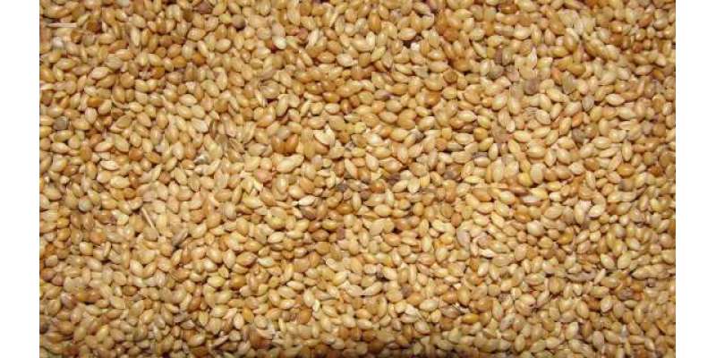 کلراٹھی اور سیم زدہ زمینوں میں باجرہ کی فصل کاشت نہیں کی جاسکتی