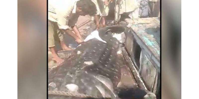 کراچی میں کھلے عام وہیل شارک کا گوشت فروخت ہونے لگا