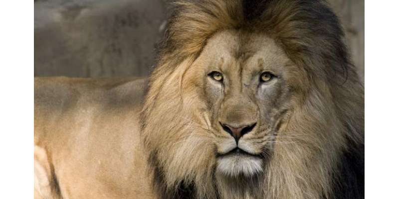 شیروں کی حفاظت کا عالمی دن ’’ورلڈٹائیگرڈے‘ ‘کل منایا جائیگا