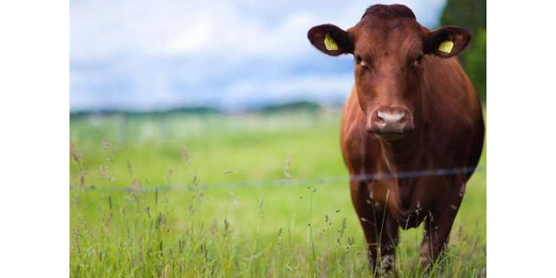 موسم گرمامیں مویشیوں کے چار ے کیلئے مکئی سدابہارجواراورمارٹ گراس کاشت ..