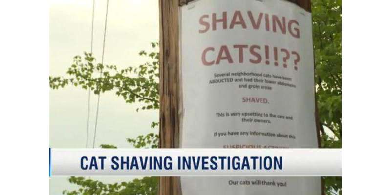 بلیوں کو اغوا کر کے گنجا کرنے والے شخص نے علاقے میں دہشت پھیلا دی