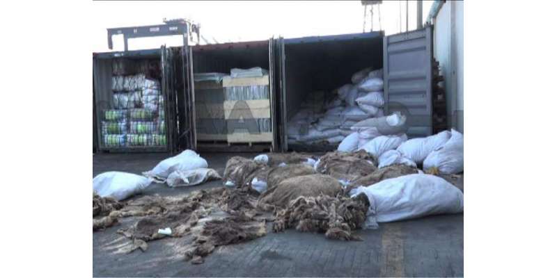 گدھوں کی 4 ہزار کھالیں کراچی سے چین لے جانے کی کوشش ناکام بنا دی گئی، ..