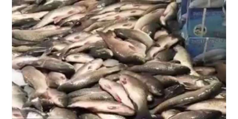 نئی ڈیپ سی پالیسی سے مچھلی کی برآمدات میں 11 فیصد کمی