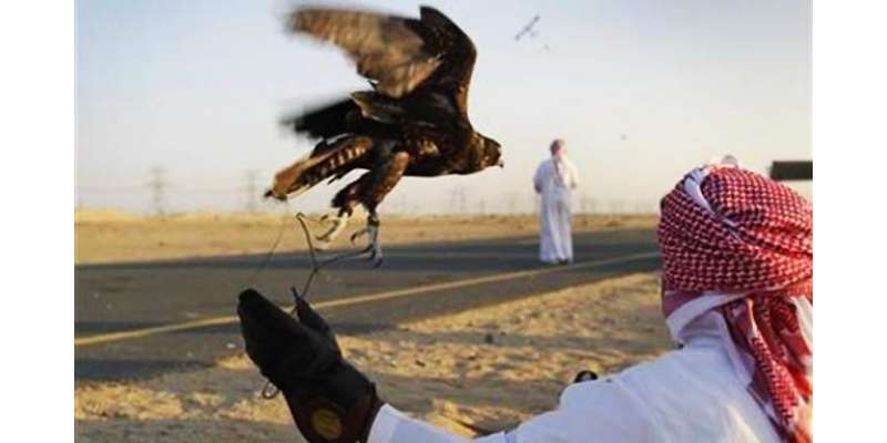 یو اے ای شاہی مہمان نایاب پرندوں کے شکار کے لیے سندھ کے ضلع تھر پہنچ ..