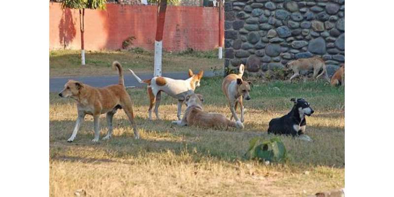 بھارت میں آوارہ کتوں نے 4سالہ بچے کو مار ڈالا ، ویڈیو سوشل میڈیا پر ..