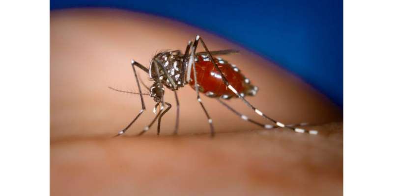 بھارتی ریاست کیرالہ میں ڈینگی فیور کی وباء سے اموات 21 ہو گئیں
