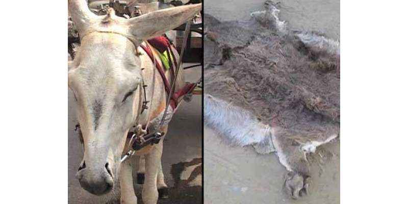 کراچی پولیس نے مبینہ طور پر گدھے کی کھالوں کے 'غیرقانونی' کاروبار میں ..