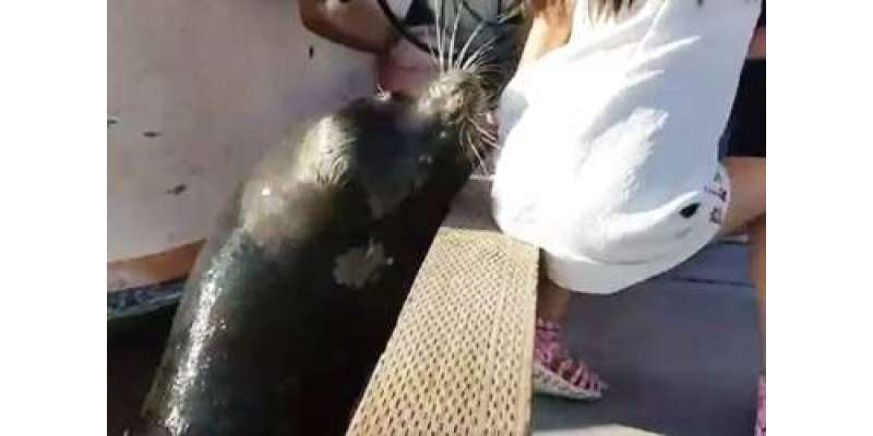 کینیڈا،والد نے بچی کو سمندری شیر کے جبڑوں سے زندہ سلامت نکال لیا