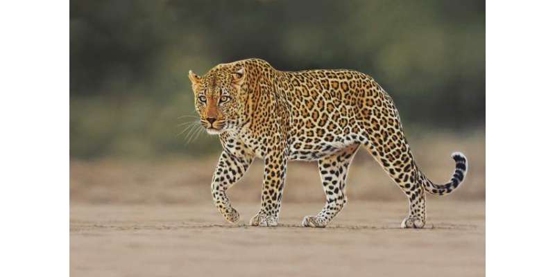 مادہ چیتے تنہا اور نر چیتے غول میں رہنا پسند کرتے ہیں، رپورٹ