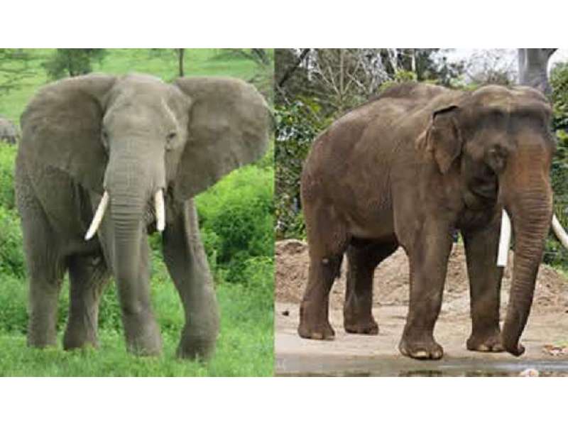 Как отличить африканского слона. Африканские и индийские слоны. Африканский или индийский слон. Слоны африканские и индийские различие. Разница африканских и индийских слонов.