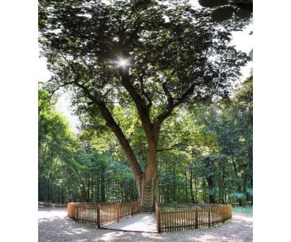 جرمنی محبوب کی تلاش میں مدد دینے والا 100 سال سے زائد پرانا درخت، جسے ..