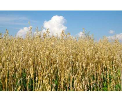 کاشتکار گندم کی پچھیتی کاشت دسمبر کے اوائل تک کرسکتے ہیں،محکمہ زراعت