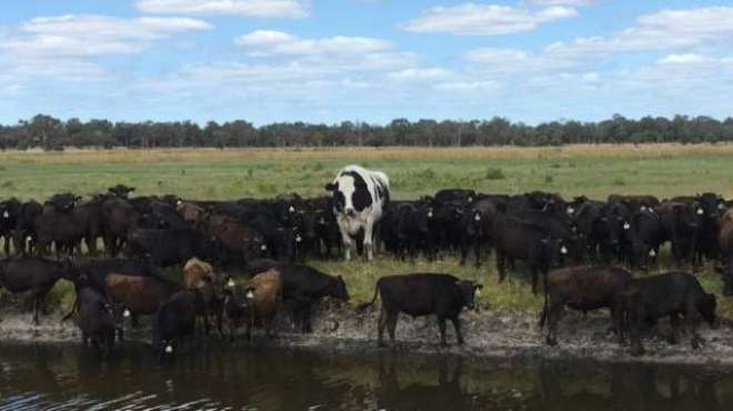آسٹریلیا کا سب سے بڑا بیل ، نائیکرز، جسے ذبح کرنا بھی مسئلہ ہے