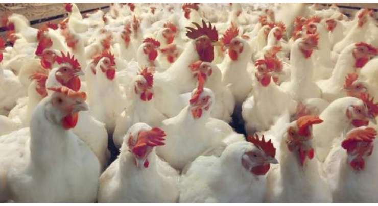 عیدالفطر کی آمد کے ساتھ ہی کوہاٹ اور دیگر ملحقہ شہری و دیہی علاقوں میں زندہ مرغی کے گوشت میں زبردست اضافہ