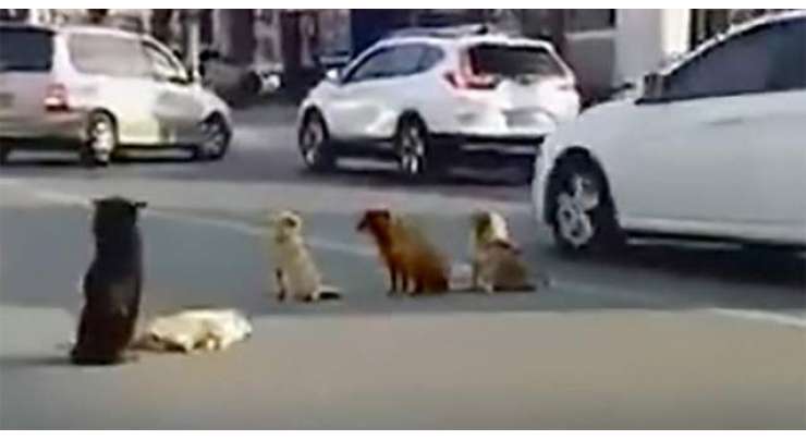 آوارہ کتوں نے ایک مصروف شاہراہ  پر اپنے ساتھی کے گاڑی کی ٹکر سے مرنے کے بعد  احتجاجاً دھرنا دے دیا