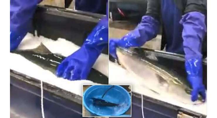 منجمد مچھلیاں گرم پانی میں ڈالنے پر ”زندہ“ ہو گئیں۔ ویڈیو وائرل