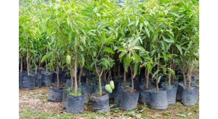 ماہرین زراعت کی آم کے درختوں پر غیرضروری بورختم کرنے کی ہدایت