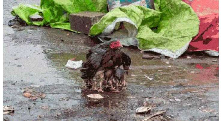 اپنے بچوں کو بارش سے محفوظ رکھتے ہوئے مرغی خود بری طرح بھیگ گئی۔ ویڈیو وائرل ہوگئی