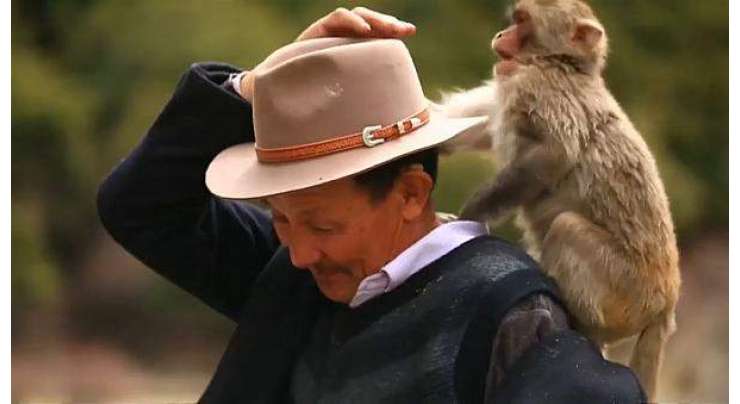 ملیے بندروں کے باپ سے۔تبت سے تعلق رکھنے والے شخص نے اپنی زندگی بندروں کے لیے وقف کر دی