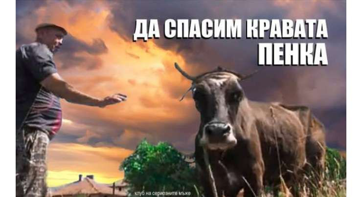 بلغاریہ میں حکام نے ایک حاملہ گائے کو ”غیر قانونی “ طور پر سرحد عبور کرنے پر سزائے موت سنا دی