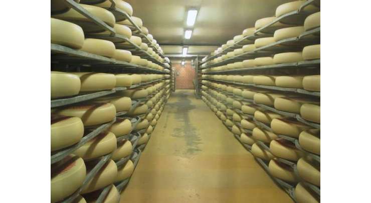 سوئس کمپنی    موسیقی سے پنیر کو خوش ذائقہ بنا رہی ہے