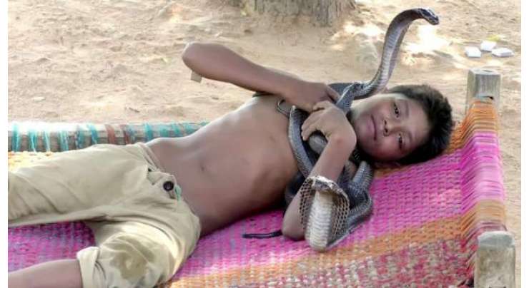 7 سالہ بچہ جنگل سے ہرروز نئے زہریلے سانپوں کو پکڑ کران کے ساتھ کھیلتا اور سوتا ہے