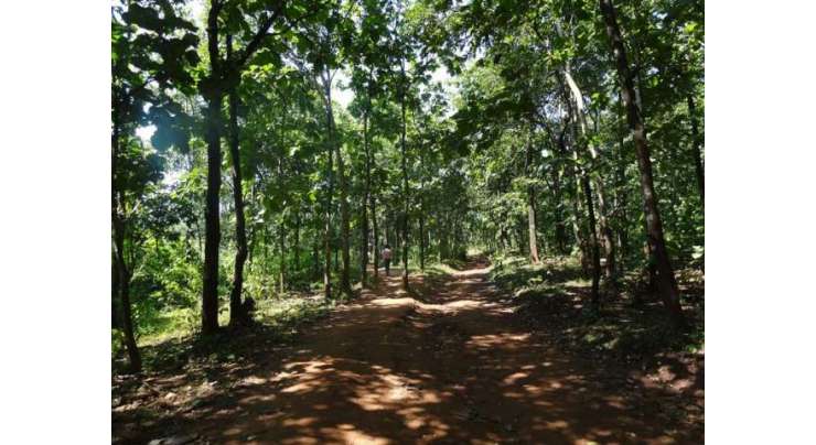 امریکی شخص تعلیمی قرض کی ادائیگی سے بچنے کے لیے بھارتی جنگل میں چھپ گیا