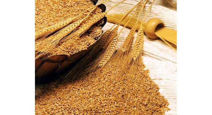 اردن نے ایک لاکھ 20ہزار ٹن گندم کی خریداری کے لئے دوبارہ عالمی ٹینڈر جاری کر دیا