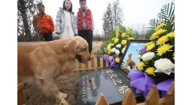 چین میں پالتو جانوروں کے مالکان ان کی تدفین کے لیے بھاری رقم خرچ کرنے کو تیار ہیں