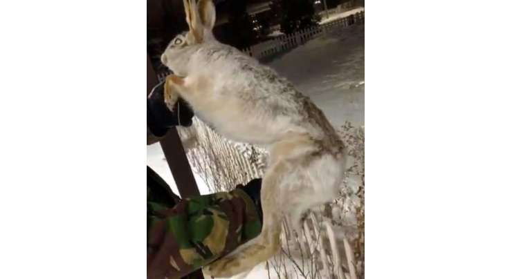 منفی 56 ڈگری سینٹی گریڈکی زبردست سردی  نے  ایک کتے اور خرگوش   کو سیکنڈوں میں برف کی ممی میں بدل دیا