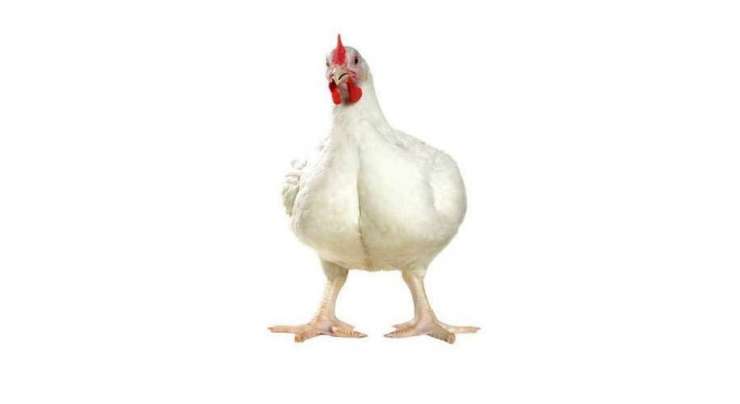 ْلاہور،اوپن مارکیٹ میں برائیلر مرغی کے گوشت کی قیمت میں مزید گیارہ روپے فی کلو کا اضافہ