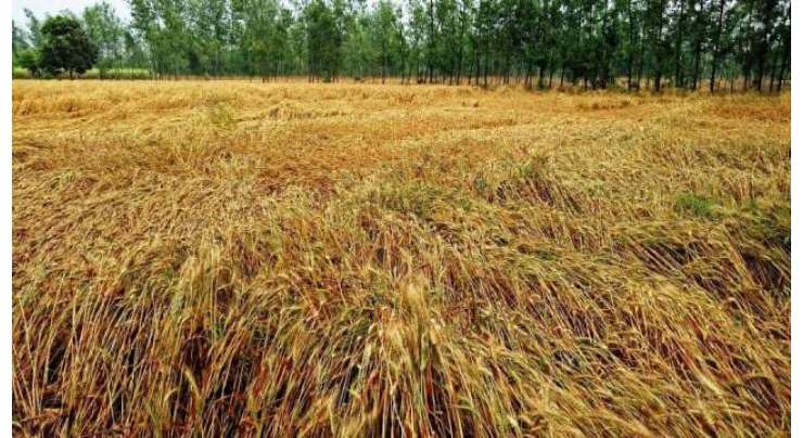روس کی گندم کے برآمدی نرخوں میں اضافہ